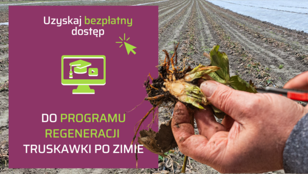 Uzyskaj dostęp do programu regeneracji truskawek po zimie