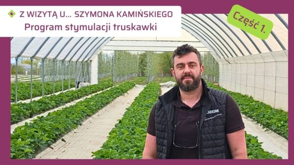 Program stymulacji truskawek Szyzmona Kamińskiego-ow