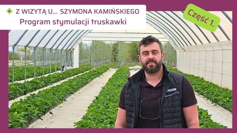 Program stymulacji truskawek Szyzmona Kamińskiego-ow