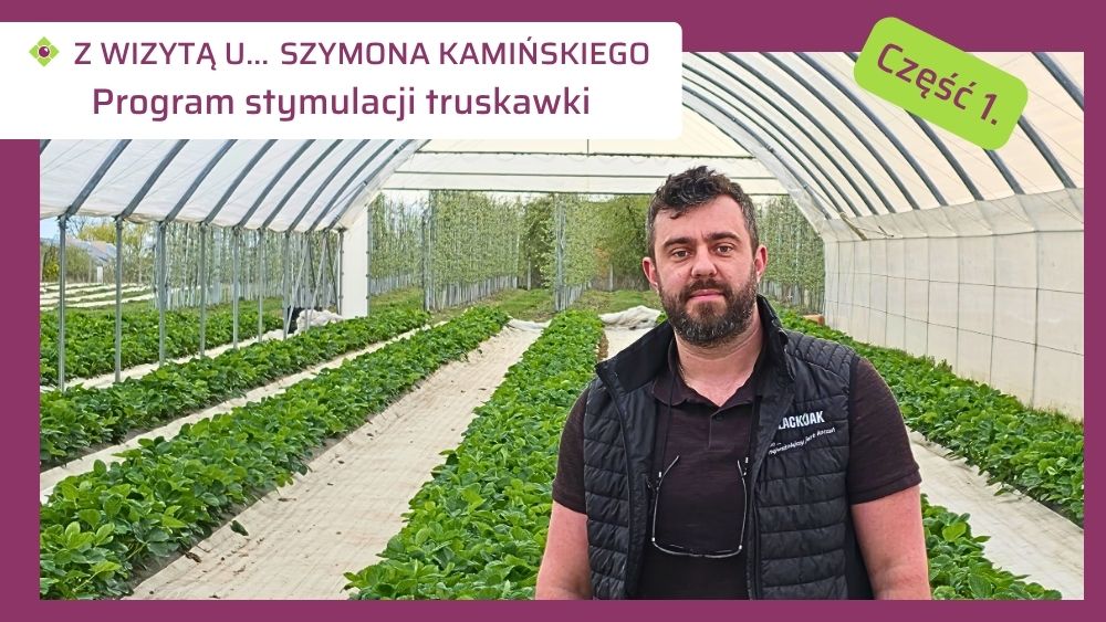 Program stymulacji truskawek Szyzmona Kamińskiego-ow
