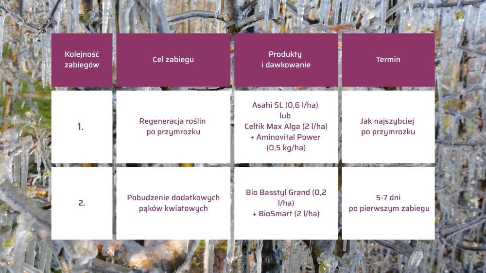 Program zabiegów po przymrozkach - tabela
