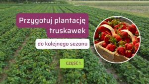 Przygotowanie truskawek na kolejny sezon owocowania