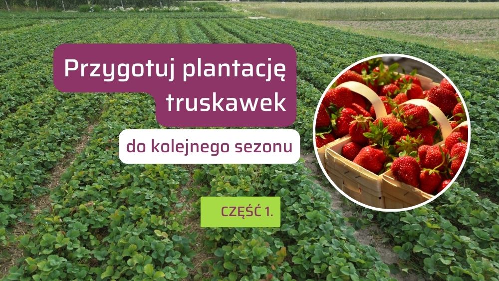 Przygotowanie truskawek na kolejny sezon owocowania