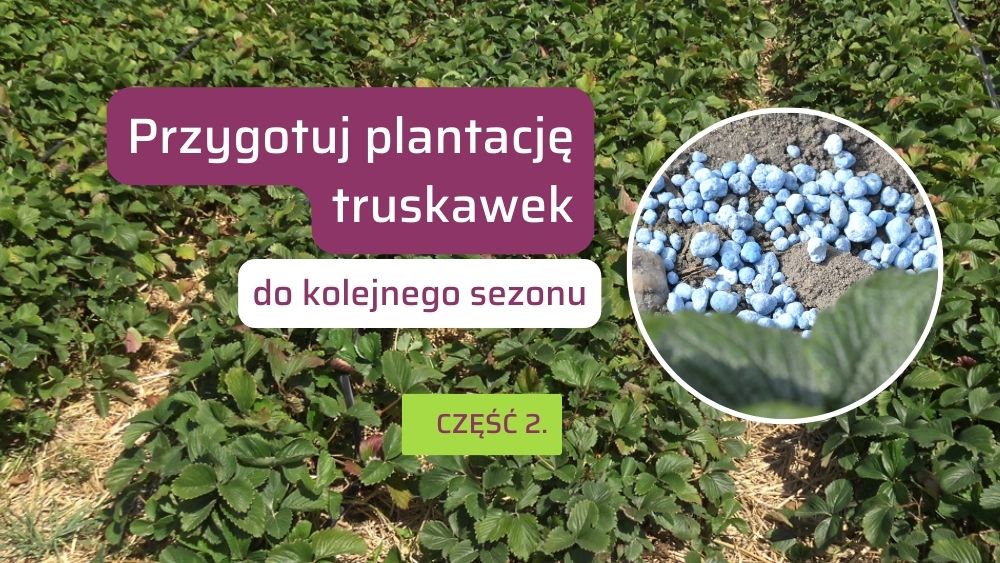Nawożenie truskawek po zbiorach