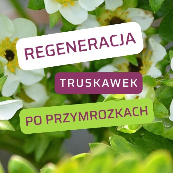 Regeneracja-truskawek-po-przymrozkach-ow
