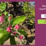 Różowy pąk jabłoni-ważne zabiegi