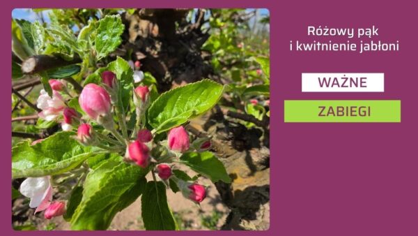 Faza różowego pąka jabłoni – ochrona i biostymulacja dolistna
