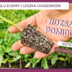 Rozsada pomidora Elwira i Leszek Chudziak