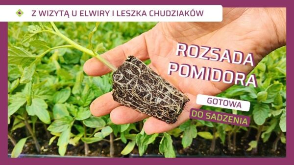 Rozsada pomidora Elwira i Leszek Chudziak