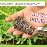 Rozsada pomidora Elwira i Leszek Chudziak