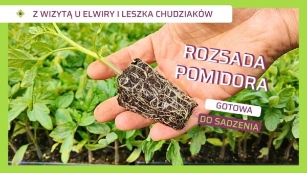 Jak wygląda produkcja rozsady pomidora na wielką skalę? Kulisy gospodarstwa Chudziaków