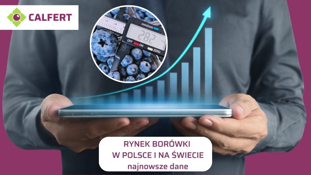Globalny rynek borówki wysokiej