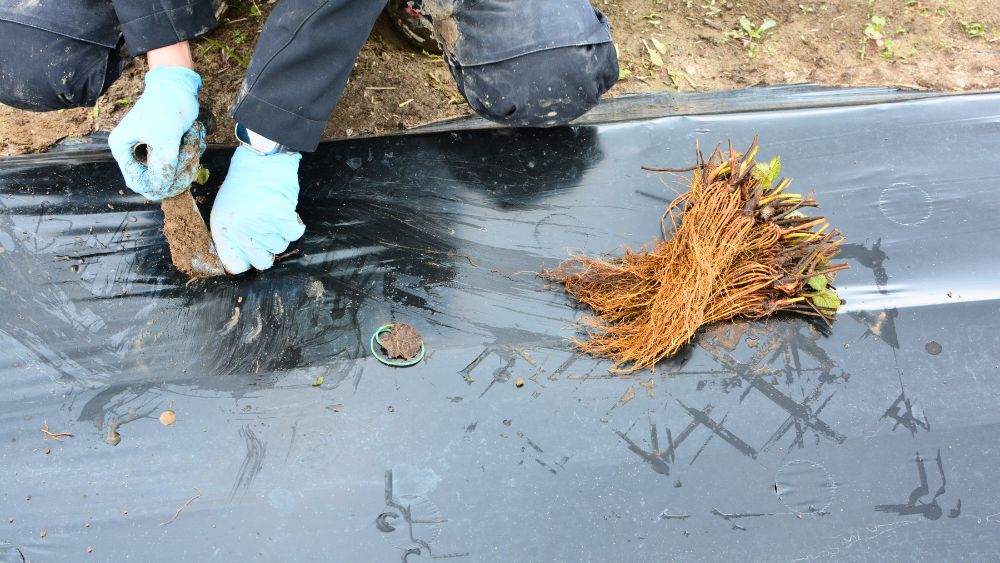 Sadzenie sadzonek odmiany Rumba truskawka Rumba