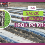 Sadzenie truskawek krok po kroku