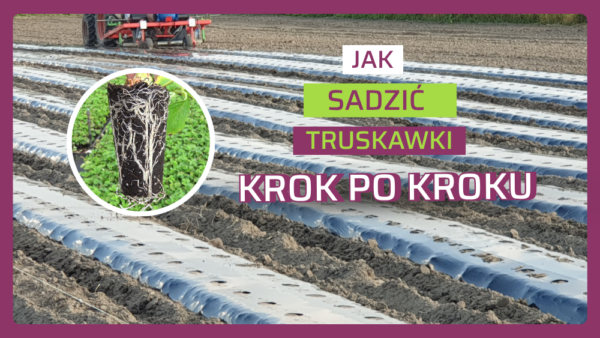 Sadzenie truskawek: Jak przygotować stanowisko, by uniknąć chorób odglebowych?