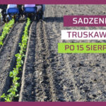 Sadzenie truskawek po 15 sierpnia