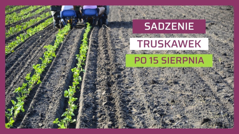 Sadzenie truskawek po 15 sierpnia
