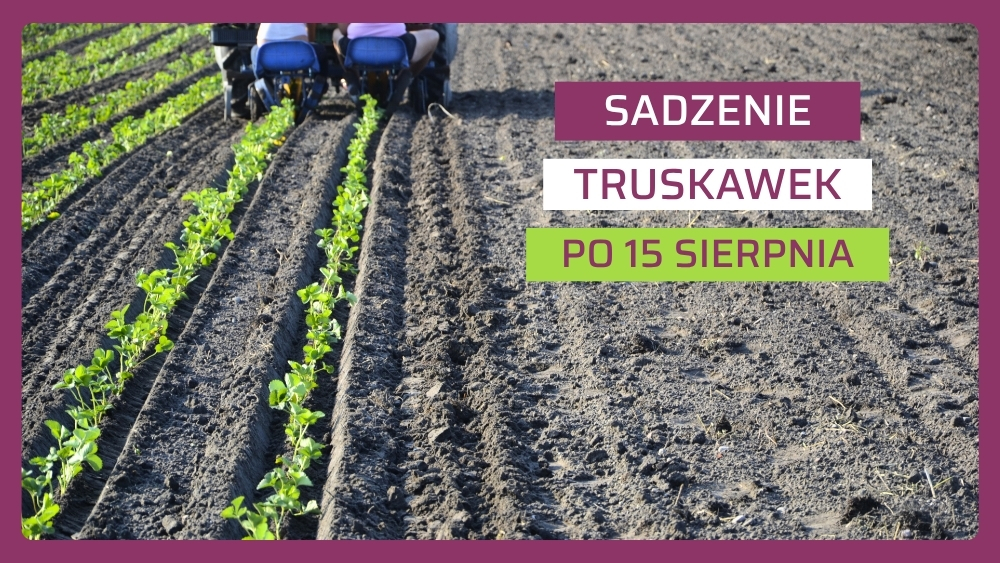 Sadzenie truskawek po 15 sierpnia