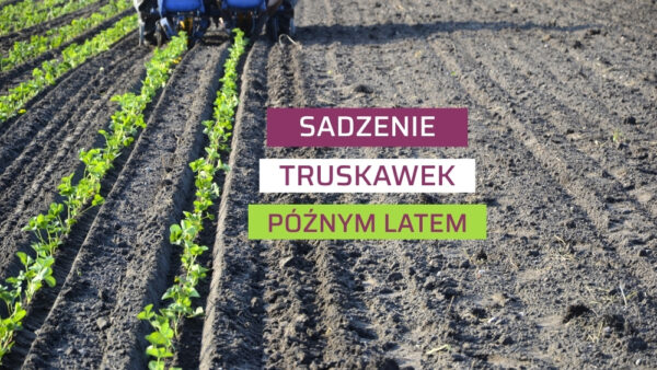 Sadzenie truskawek późnym latem – o czym warto pamiętać