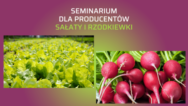 Seminarium rzodkiewka sałata