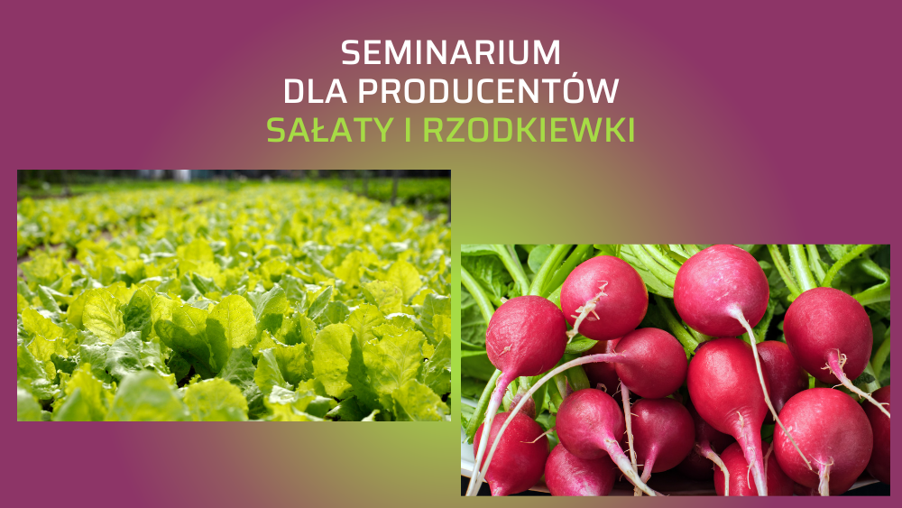 Seminarium rzodkiewka sałata