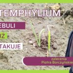 Stemphylium cebuli zwalczanie