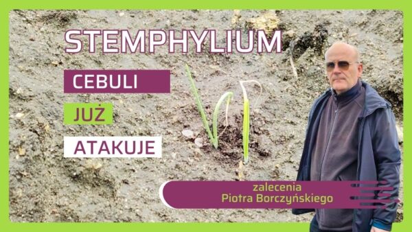 Stemphylium cebuli infekuje wyjątkowo wcześnie! Jak chronić plantację?