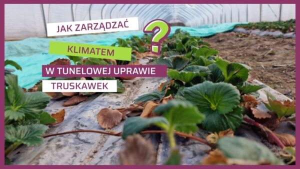 Sterowanie klimatem w tunelowej uprawie truskawek i biostymulacja budowy masy liściowej