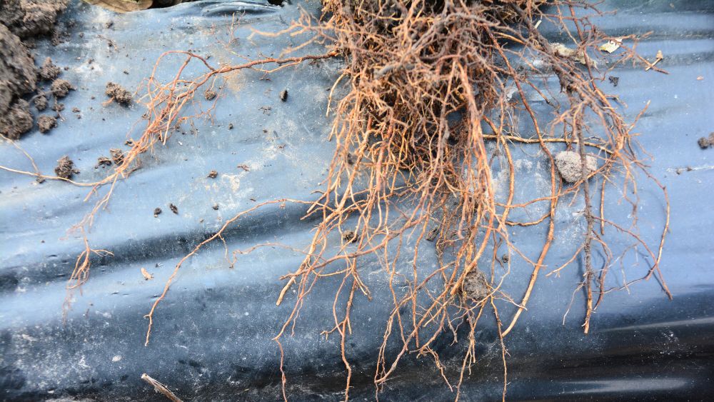 System korzeniowy truskawki wymagający regeneracji wskutek zalania