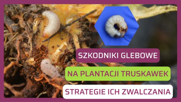 Opuchlak i pędraki w truskawce, czyli jak jesienny program ochrony chemicznej i biologicznej może zredukować populację szkodników na plantacji