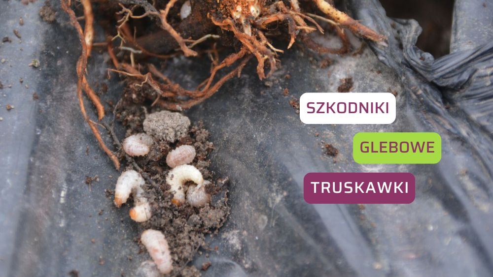 Szkodniki glebowe truskawki zwalczanie