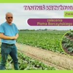 Tantniś krzyżowiaczek zwalczanie zalecenia Piotra Borczyńskiego