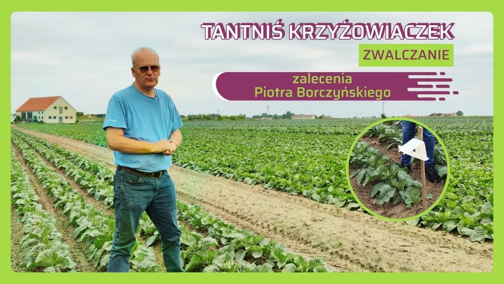 Tantniś krzyżowiaczek zwalczanie zalecenia Piotra Borczyńskiego