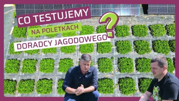 Testy Calfert na poletkach Doradcy Jagodowego