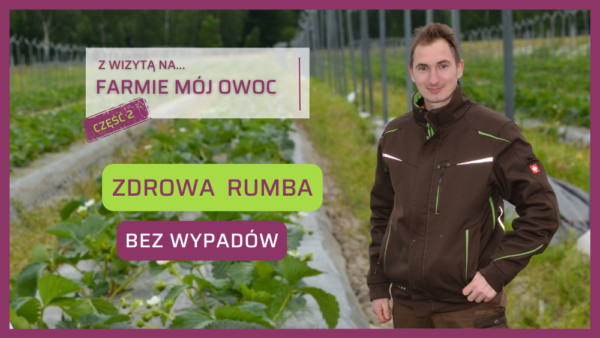 Truskawka Rumba bez wypadów Farma Mój Owoc Mateusz Maruszewski