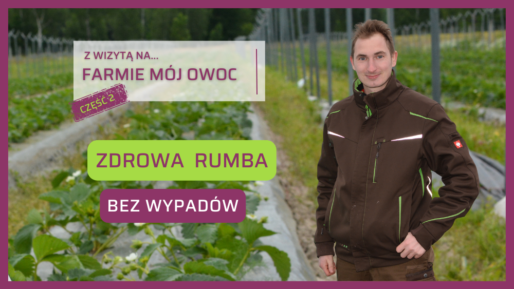 Truskawka Rumba bez wypadów Farma Mój Owoc Mateusz Maruszewski