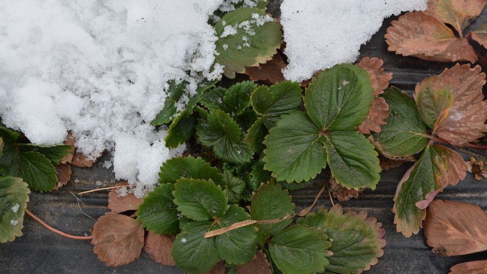 Truskawka na przyspieszony zbiór luty 2026