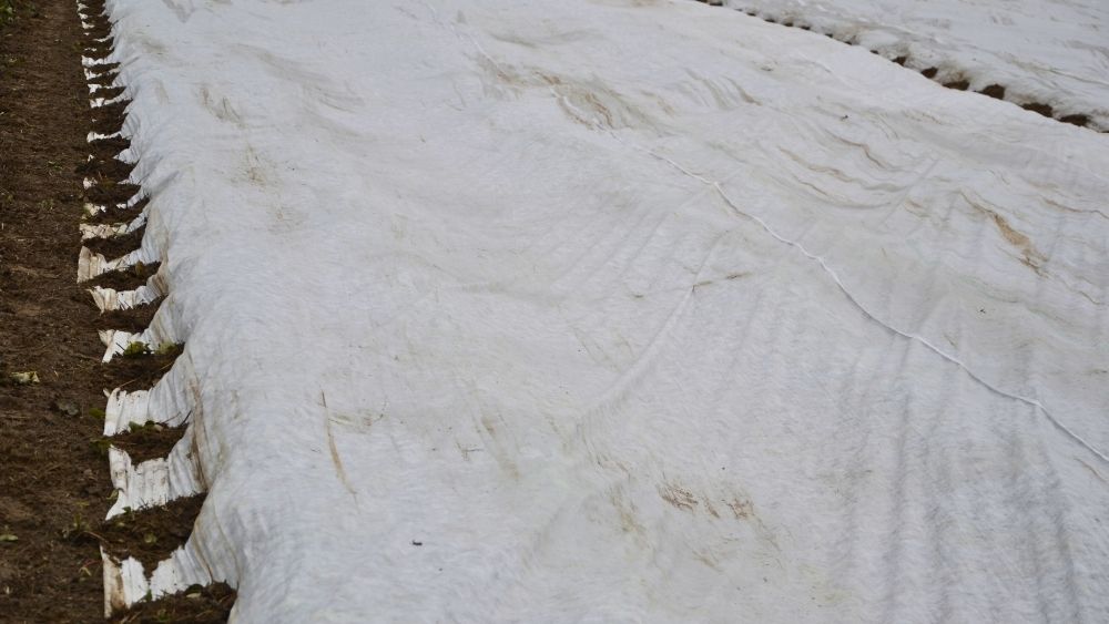 Truskawki przykryte agrowłókniną