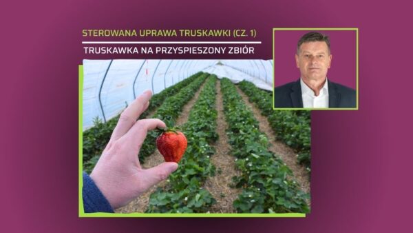 Sterowana uprawa truskawek (cz.1). Przyspieszanie zbioru truskawek