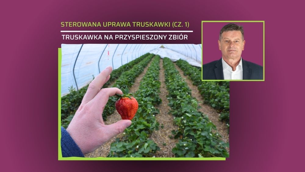 Truskawki na przyspieszony zbiór - Zbigniew Jarosz