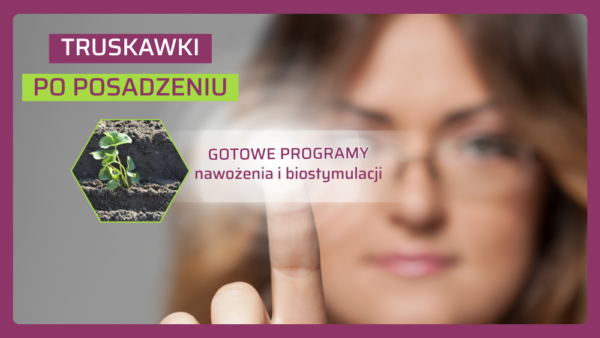 Co zrobić po posadzeniu truskawek?  Gotowe programy dla plantacji zakładanych z sadzonek doniczkowanych i zielonych