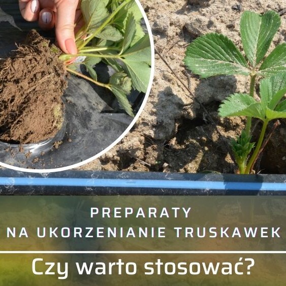 Ukorzenianie-truskawek-preparaty