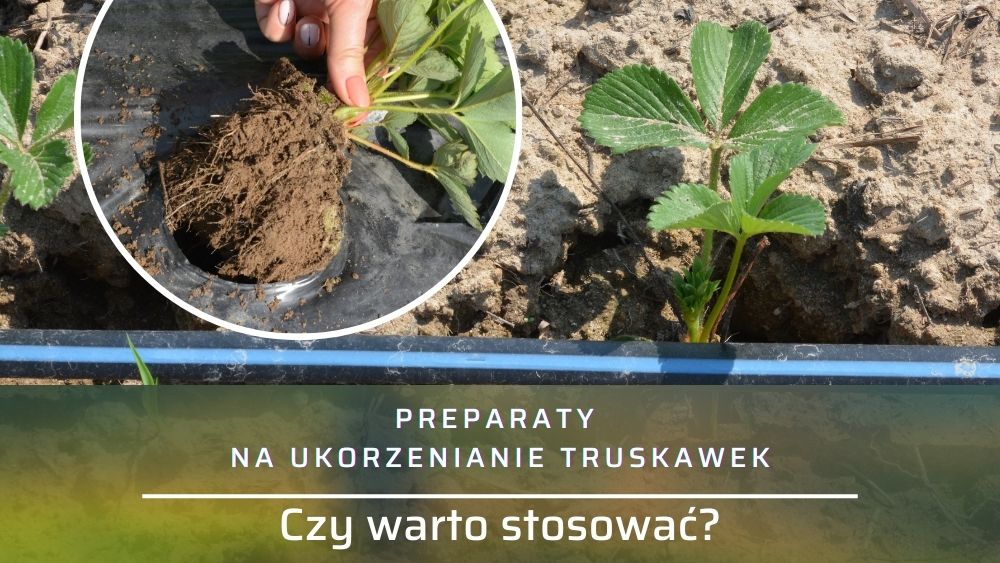 Ukorzenianie-truskawek-preparaty