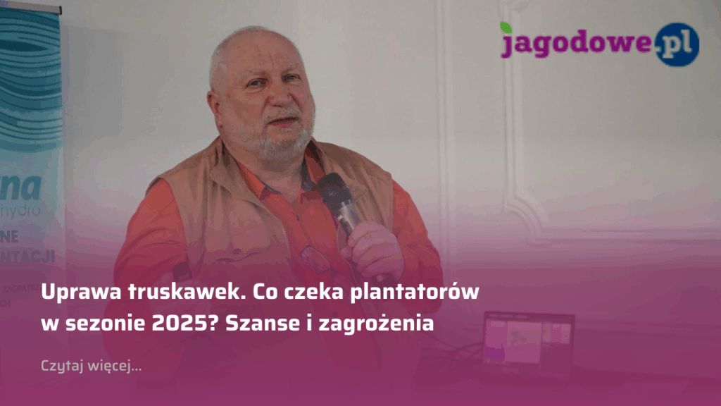 Uprawa truskawek. Co czeka plantatorów w sezonie 2025? Szanse i zagrożenia