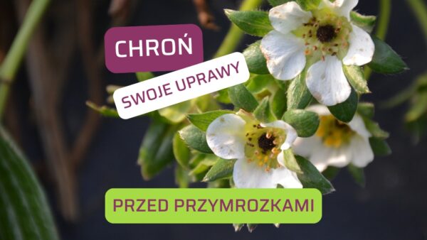 Uwaga na przymrozki! Te zabiegi pomogą uratować Twój plon
