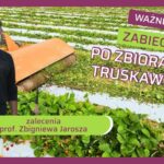 Wazne zabiegi na plantacji truskawki po zbiorach-zalecenia prof. Zbigniewa Jarosza