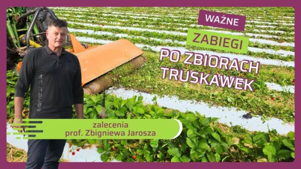 Koszenie liści i nawożenie — jak zadbać o truskawki po zbiorach?