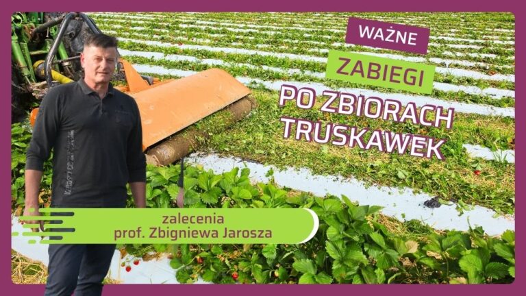 Wazne zabiegi na plantacji truskawki po zbiorach-zalecenia prof. Zbigniewa Jarosza