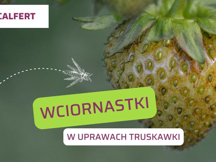 Wciornastki-w-uprawie-truskawki-ow