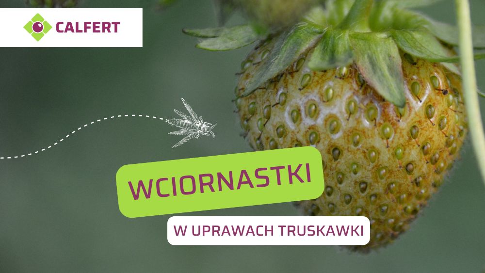 Wciornastki W Uprawie Truskawki Szkodliwo I Zwalczanie Calfert pl Wciornastki W Uprawie Truskawki Szkodliwo I Zwalczanie Calfert pl